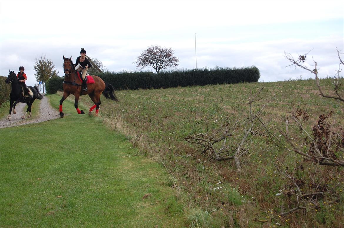 Dansk Varmblod Lotus billede 9