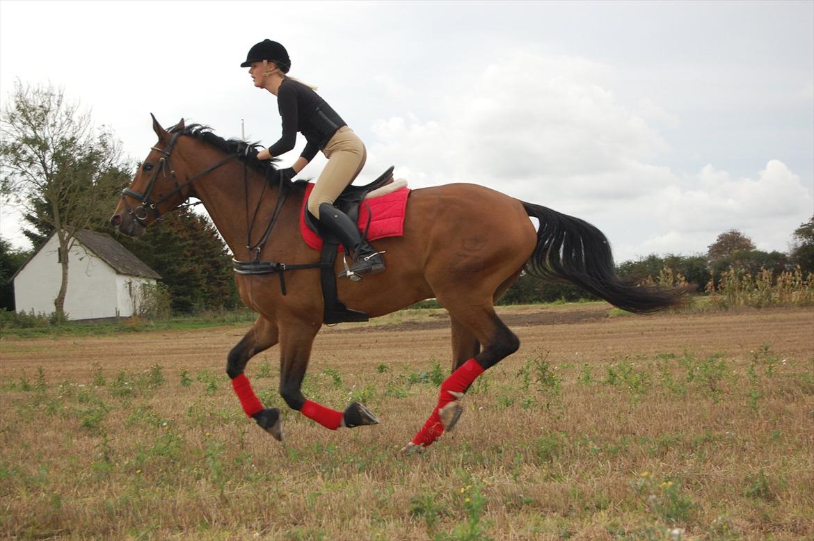 Dansk Varmblod Lotus billede 10