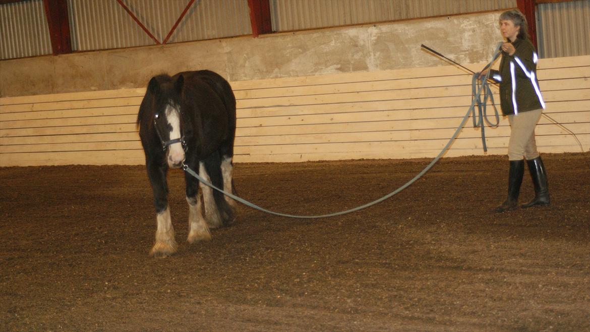 Tinker Kragelunds Darcy - Longering går rigtig fint nu billede 17