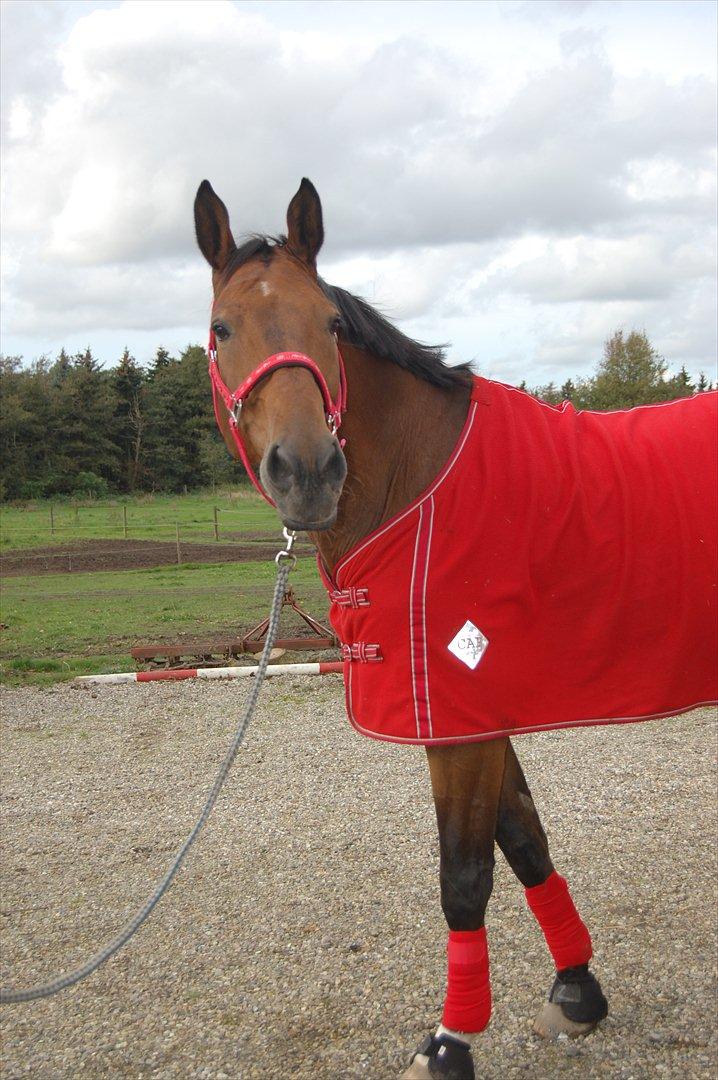 Dansk Varmblod Lotus billede 12