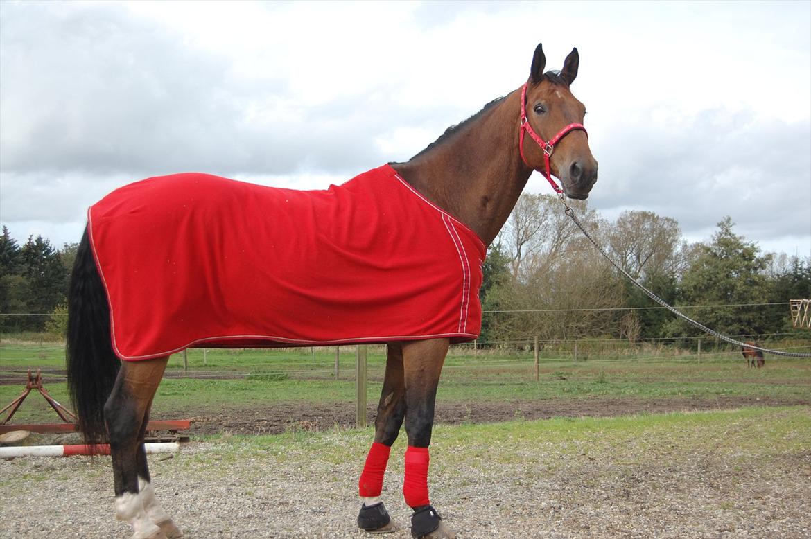 Dansk Varmblod Lotus billede 13