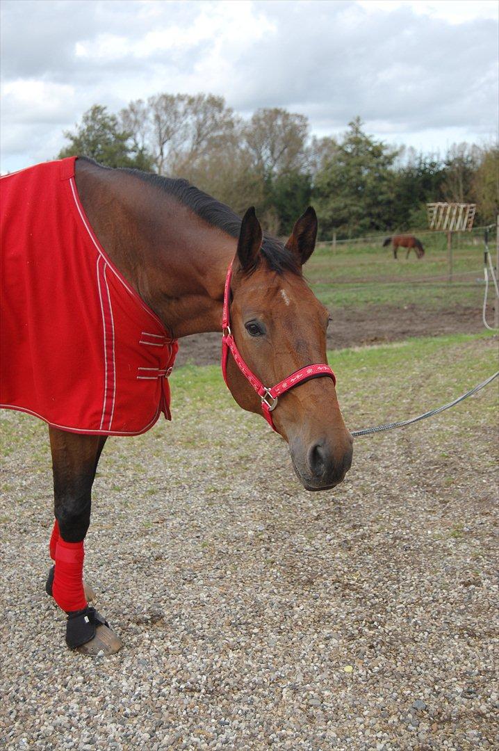 Dansk Varmblod Lotus billede 14