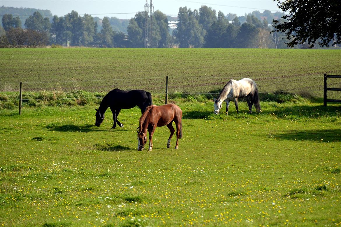 New Forest Orchid's Gyan - Gyan hygger sig på folden med vennerne :) billede 15