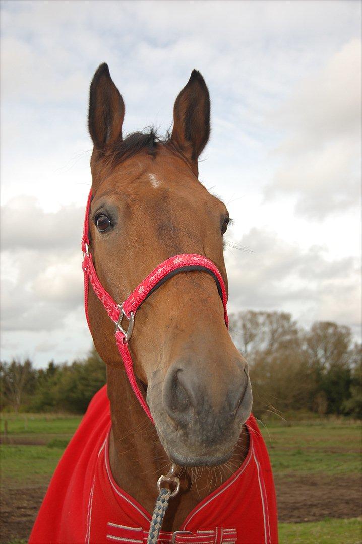 Dansk Varmblod Lotus billede 15