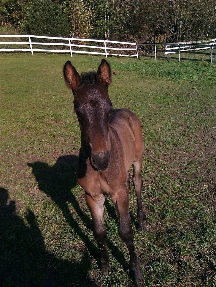 Anden særlig race Egebæks Bailey <3 - 14 dage dammel :) billede 7