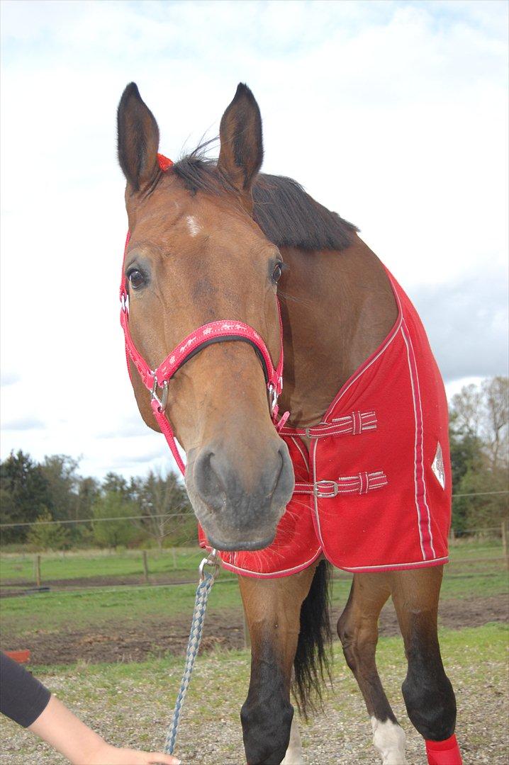 Dansk Varmblod Lotus billede 16