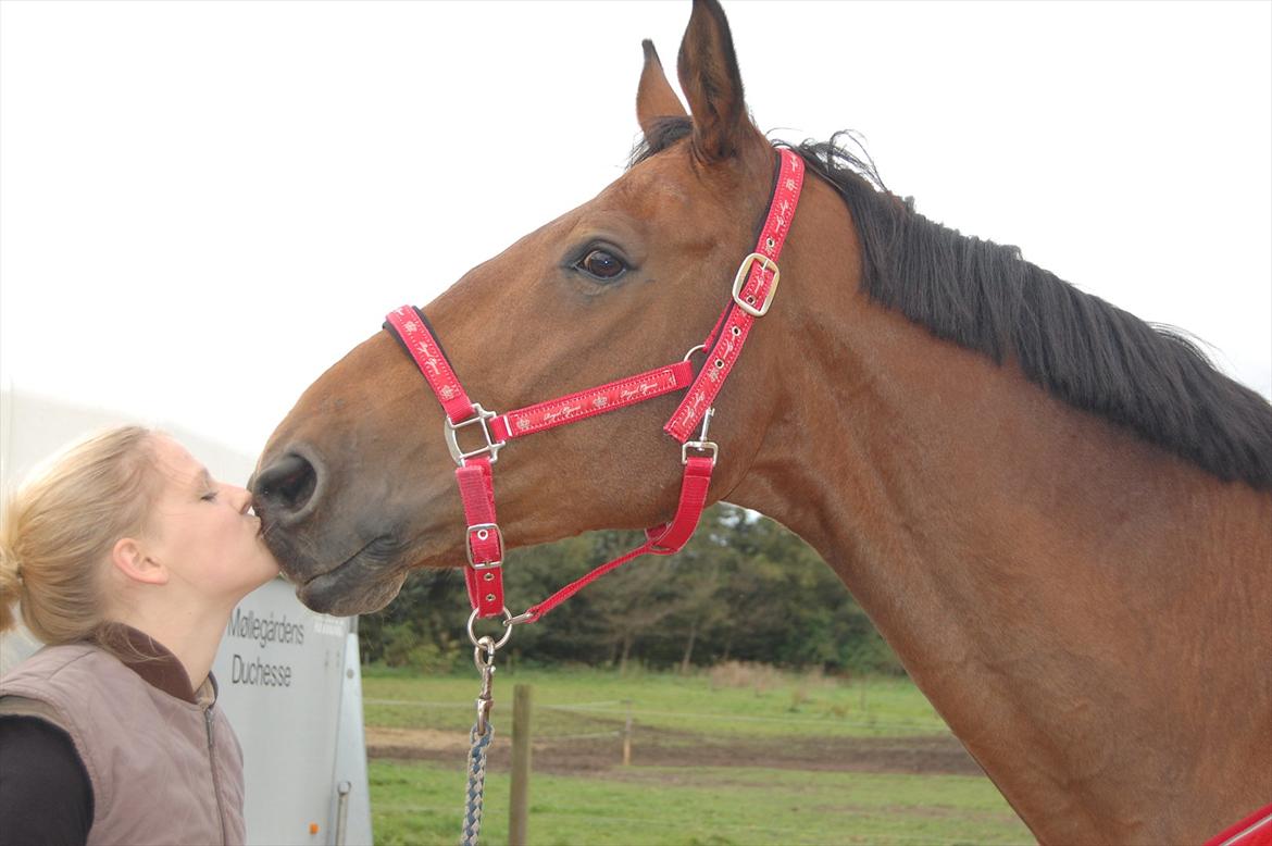 Dansk Varmblod Lotus billede 17