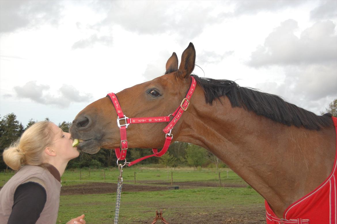 Dansk Varmblod Lotus billede 18