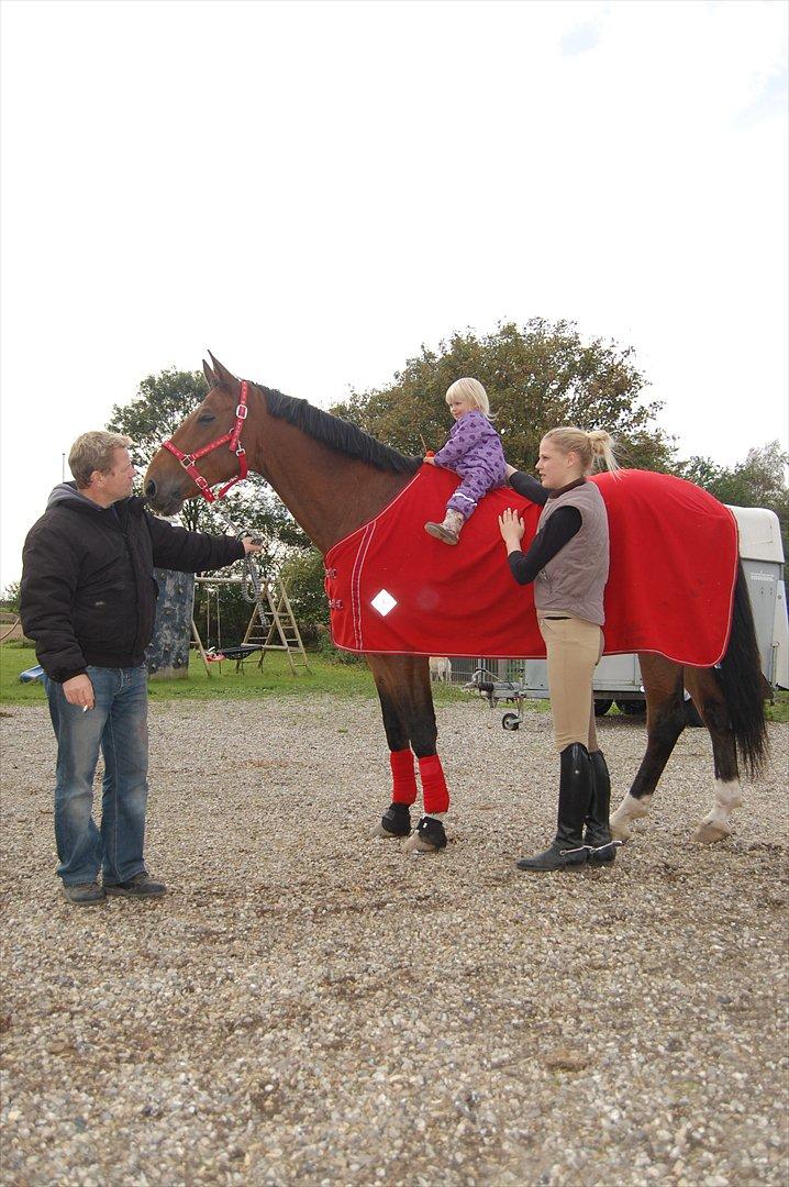 Dansk Varmblod Lotus billede 19