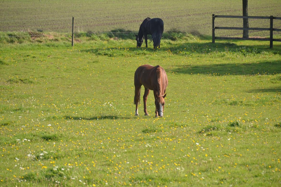 New Forest Orchid's Gyan - Gyan hygger sig på folden :) billede 16