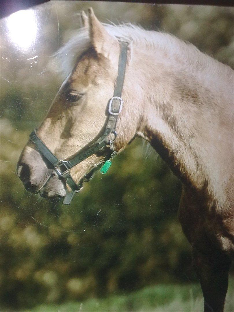 Anden særlig race Comet.<3 - Tog det fra et billede jeg har hjemme .. Men det er så Comet på græs.:-) billede 13