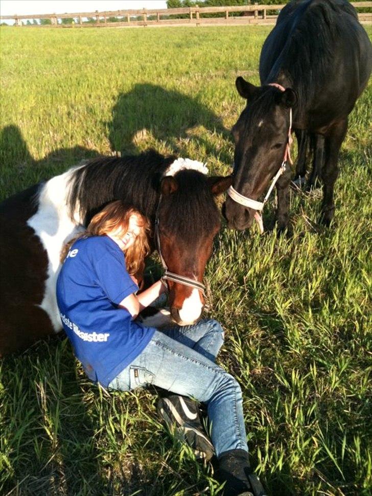 Welsh Cob (sec D) Garnfach Lona (Lonski) **SOLGT ** billede 4