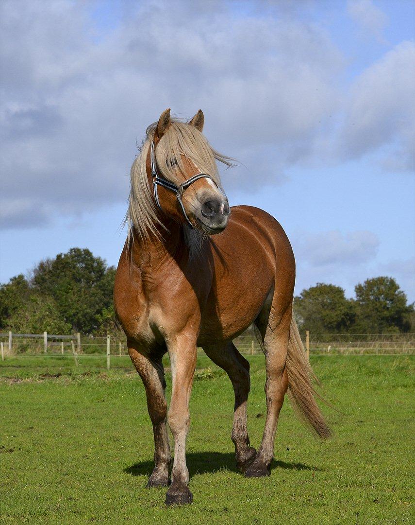 Haflinger † Gabora <3 † - 12. oktober, 2011 - Samme dag som jeg fik min prinsesse hjem! (:  billede 2