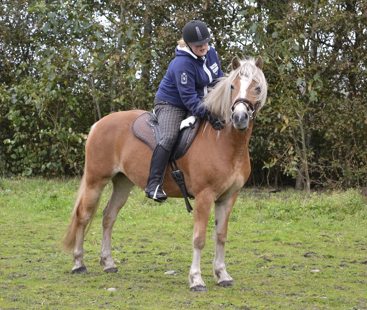 Haflinger † Gabora <3 † - 09-10-2011 - Første gang jeg er på ryggen af damen, er da jeg er oppe og prøve hende. :p billede 8