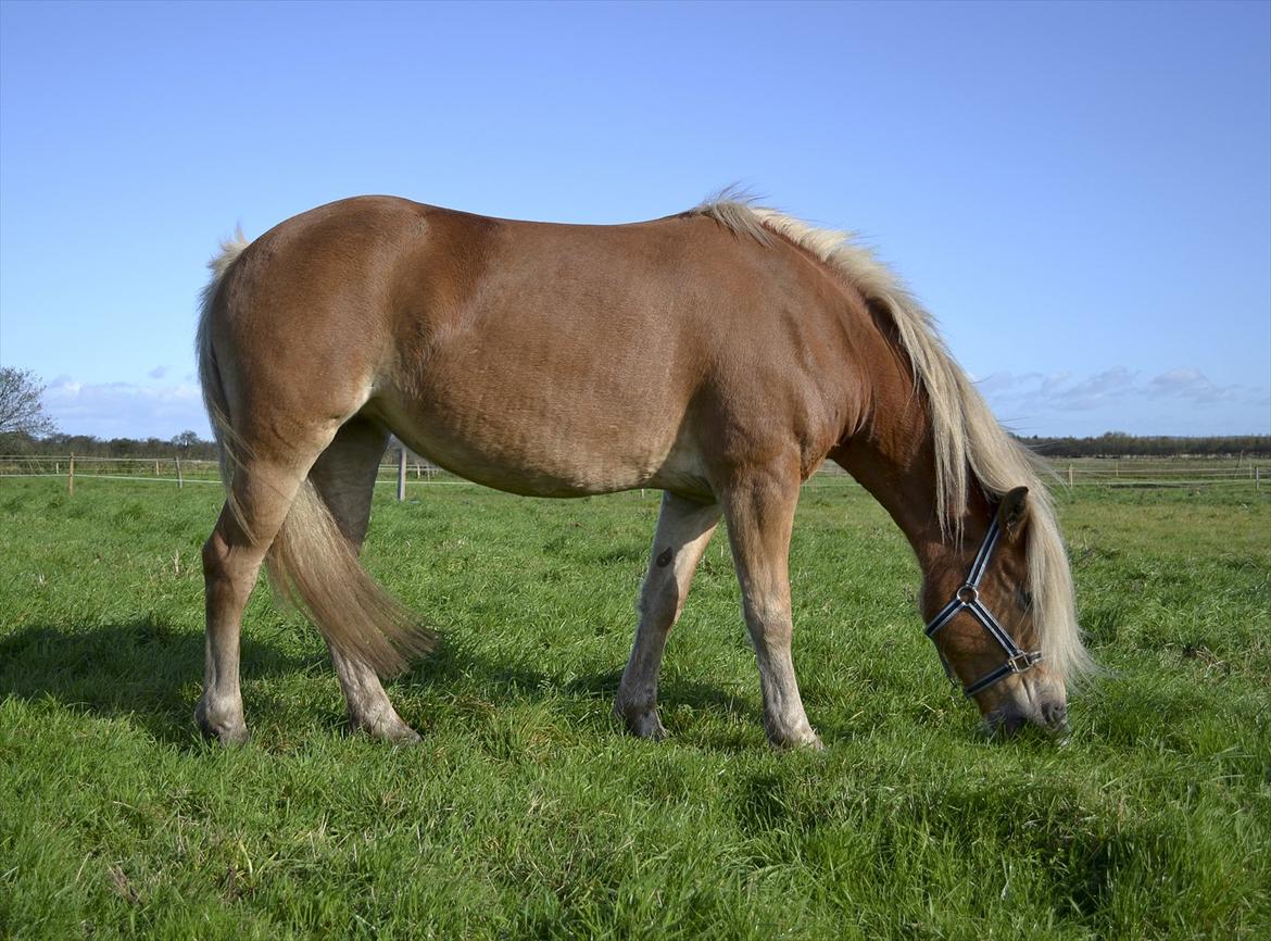 Haflinger † Gabora <3 † - 12-10-2011 - Min nye og første ridehest, der lige er kommet på folden og slapper af, efter en lang køretur. :) billede 3