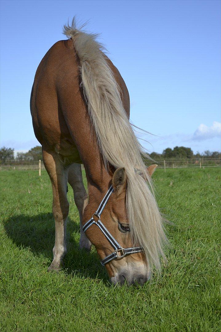 Haflinger † Gabora <3 † - 12/10/2011 -  "Muums", siger Gabora, og ikke engang kigger efter de andre 9 heste, på trods af hun lige er kommet. billede 12