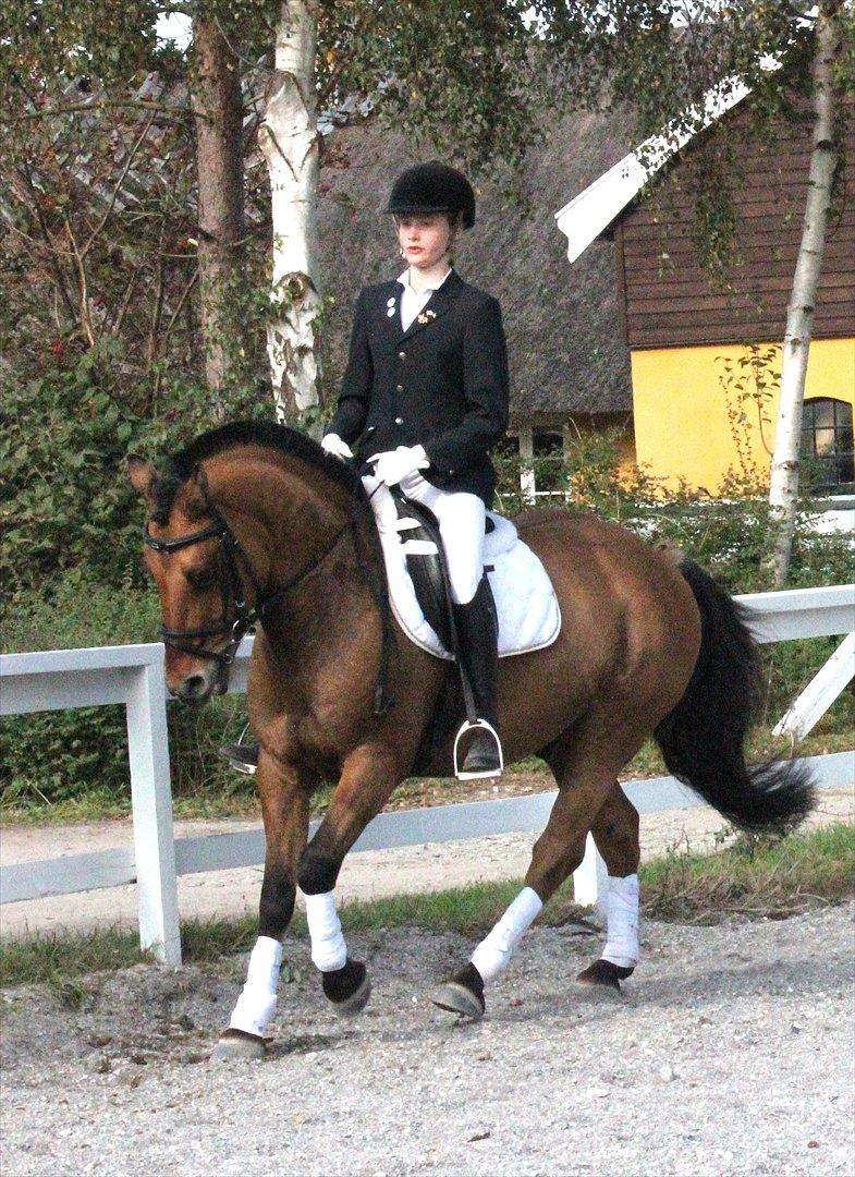 Tysk Sportspony Matador [Matte] - fordi du er en dressurpony? 
foto : annette west thomsen billede 16