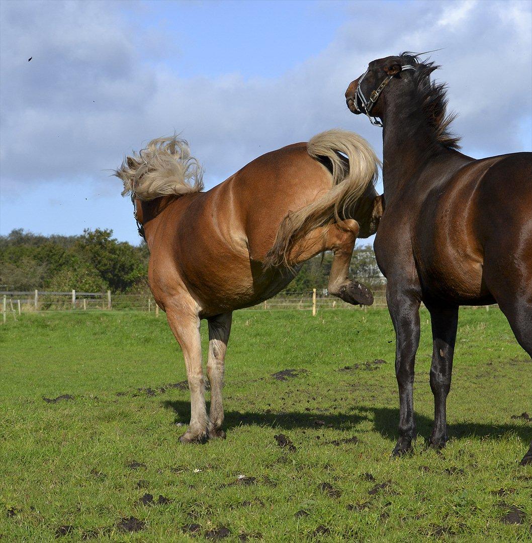 Haflinger † Gabora <3 † - 12/10/2011 - Så¨får Figaro lige klar besked om, at han ikke skal snuse for meget, for ellers vanker der. XD billede 10