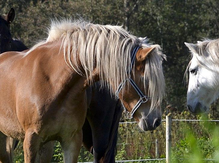 Haflinger † Gabora <3 † - 12. oktober, 2011 - Hmm..! - hvad mon Bora-pigen tænker?! X) billede 11