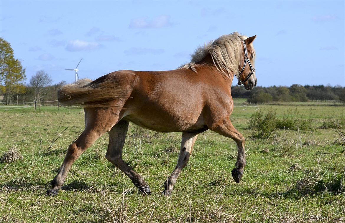 Haflinger † Gabora <3 † - 12. oktober, 2011 - Uha, tøsen kan jo godt, når hun skal vise sig for alle de andre! :D billede 16