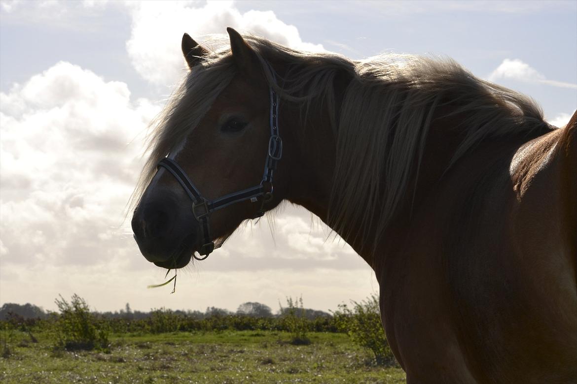 Haflinger † Gabora <3 † - 12/10-2011 - I solens skær, ses der en smuk siluette. :) billede 15