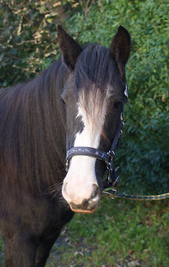 Tinker Kragelunds Darcy - Smukke Darcy billede 1