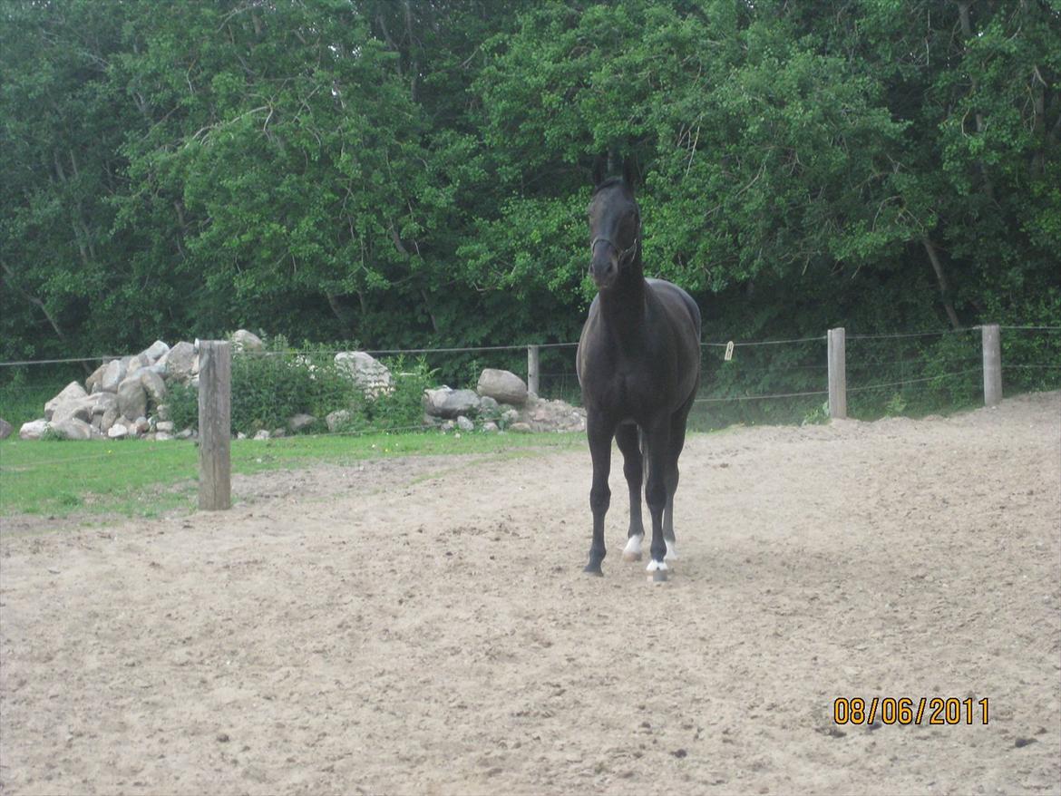 Dansk Varmblod San Diego V. billede 1