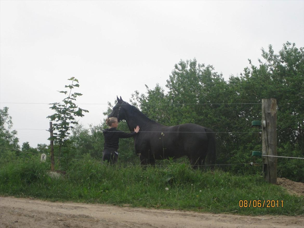 Dansk Varmblod San Diego V. billede 2