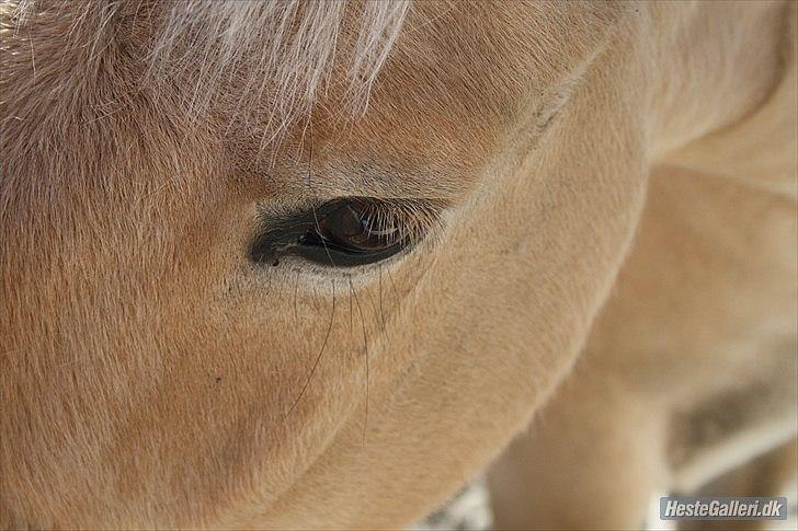 Fjordhest Holger| Den Bedste! | - Hygge 2011
-If I know what love is, it is because of you<3 billede 3