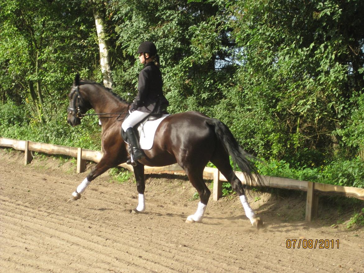 Dansk Varmblod San Diego V. billede 3