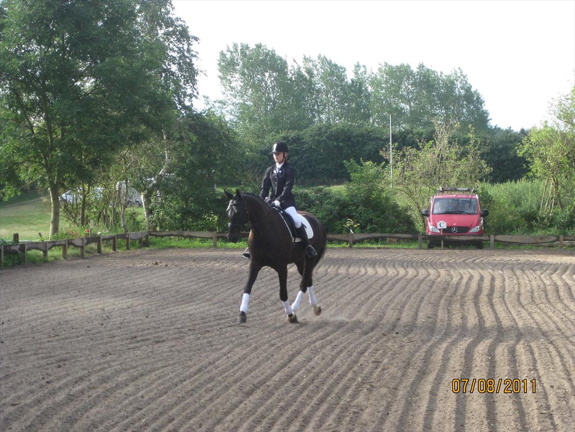 Dansk Varmblod San Diego V. billede 4