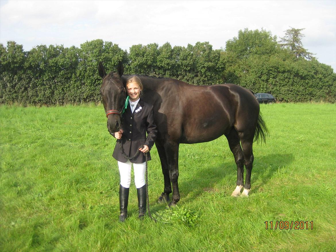 Dansk Varmblod San Diego V. billede 5