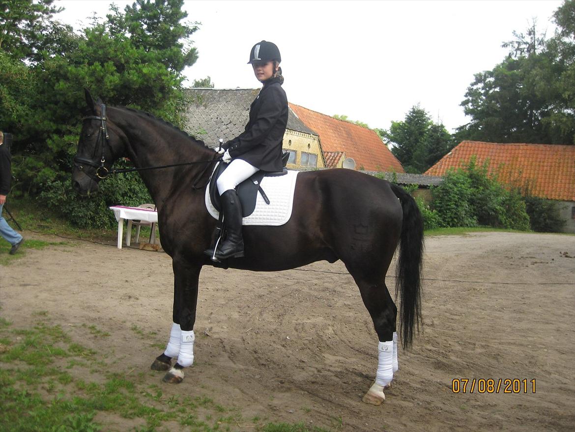 Dansk Varmblod San Diego V. billede 6