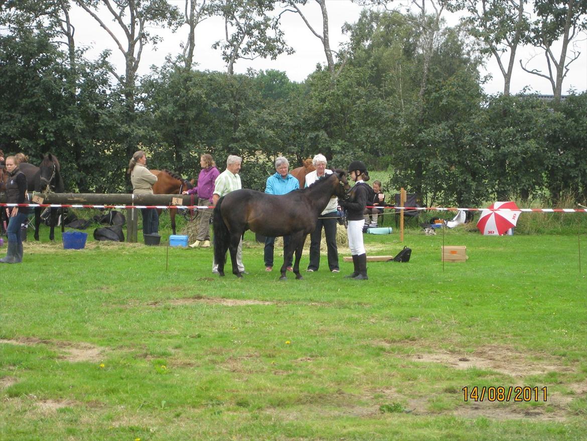 Anden særlig race Haugaards Frederik billede 19