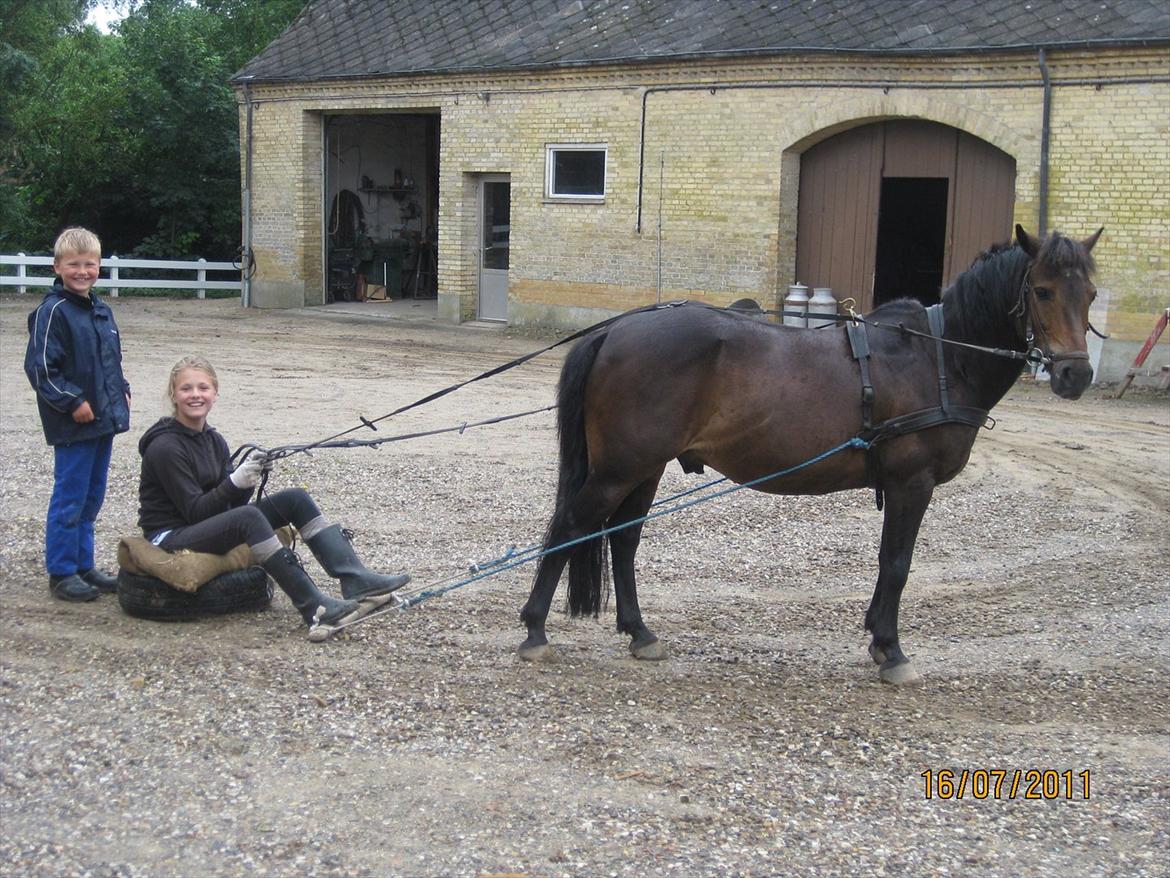 Anden særlig race Haugaards Frederik billede 20