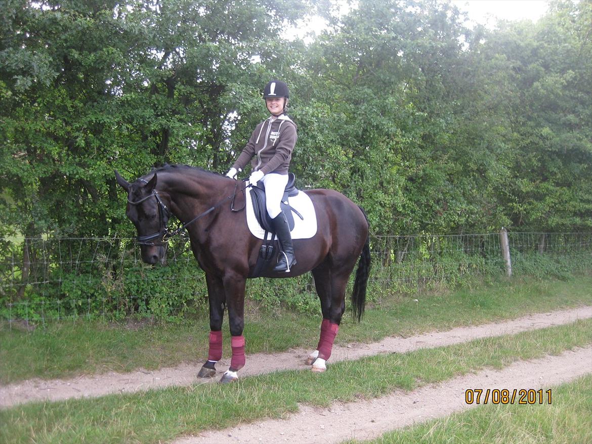 Dansk Varmblod San Diego V. billede 7