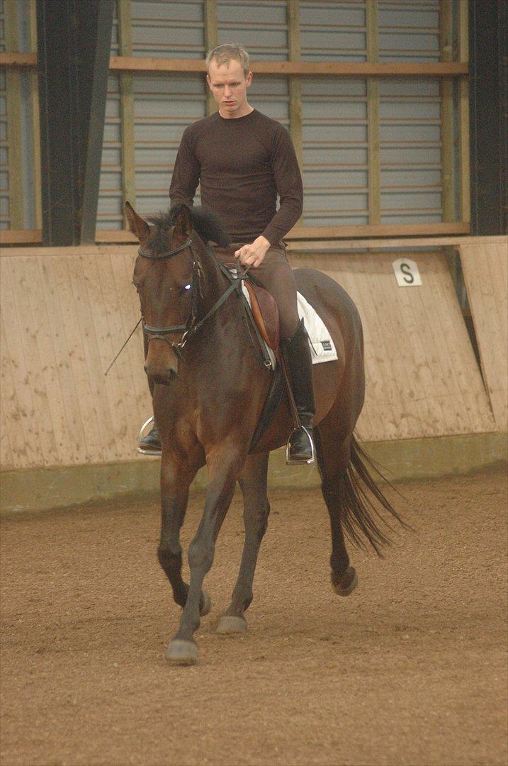 Dansk Varmblod Kastaniegården´s Nivea - Nivea er i gang med tilridning.  billede 10