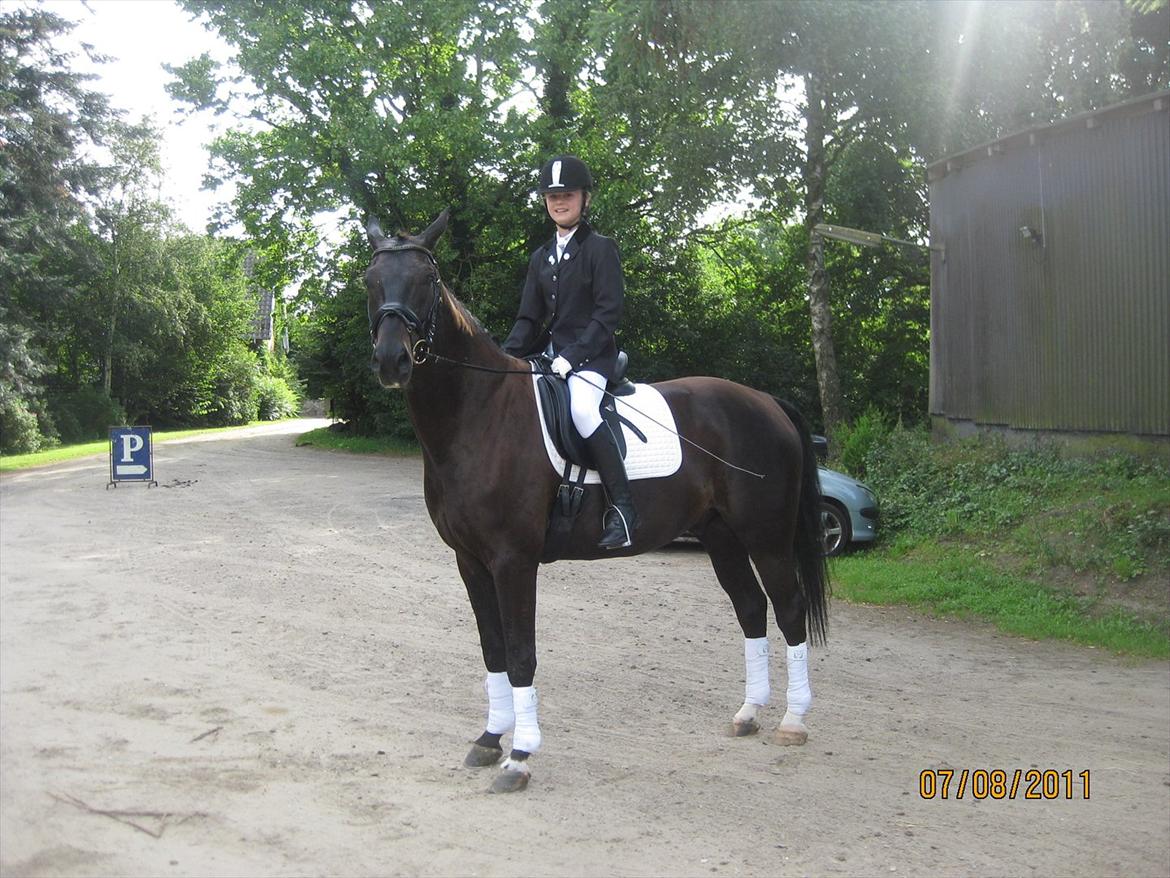 Dansk Varmblod San Diego V. billede 8