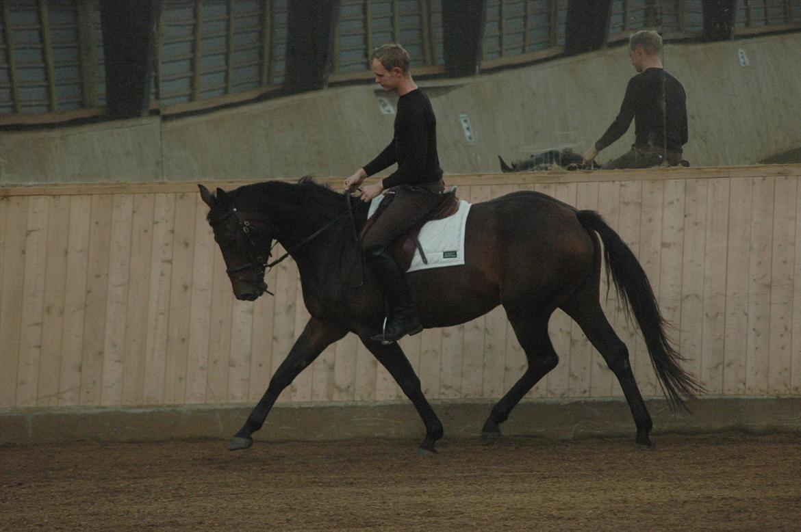 Dansk Varmblod Kastaniegården´s Nivea - Nivea i tilridning billede 11