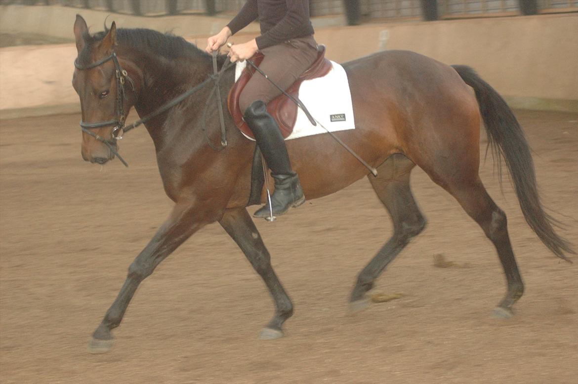 Dansk Varmblod Kastaniegården´s Nivea - Nivea i tilridning billede 12