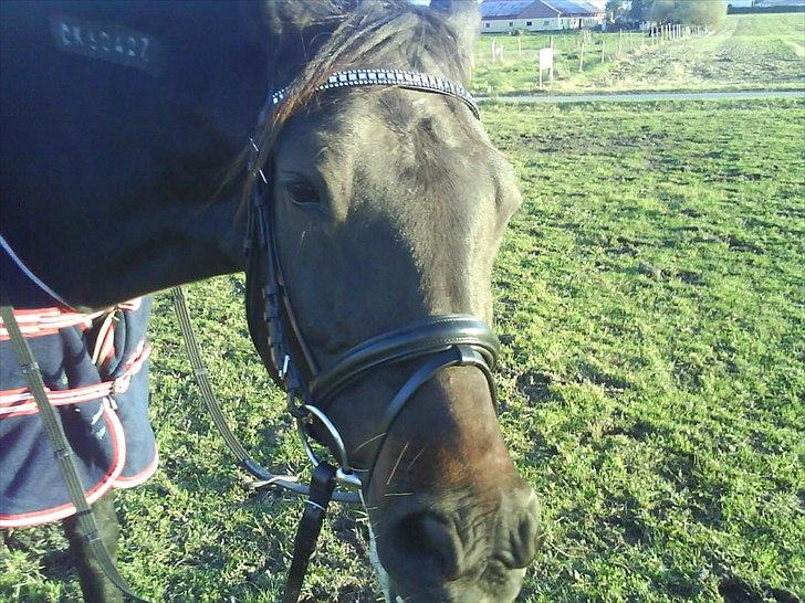 Traver Stelmach´s Callisto<3 billede 12