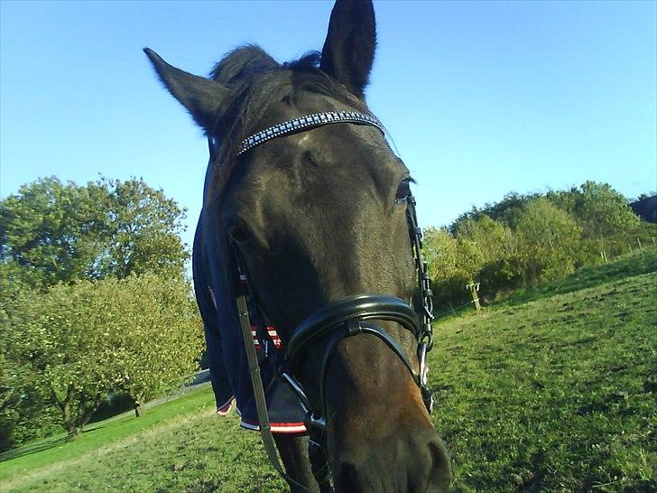 Traver Stelmach´s Callisto<3 billede 13