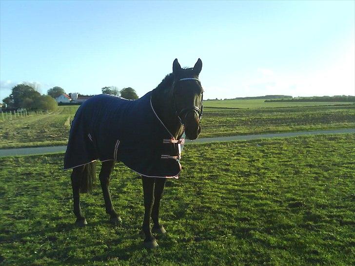 Traver Stelmach´s Callisto<3 billede 14