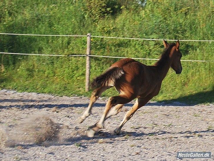 Dansk Varmblod Monty af Dandanell *SOLGT* - Monty som føllebølle billede 18