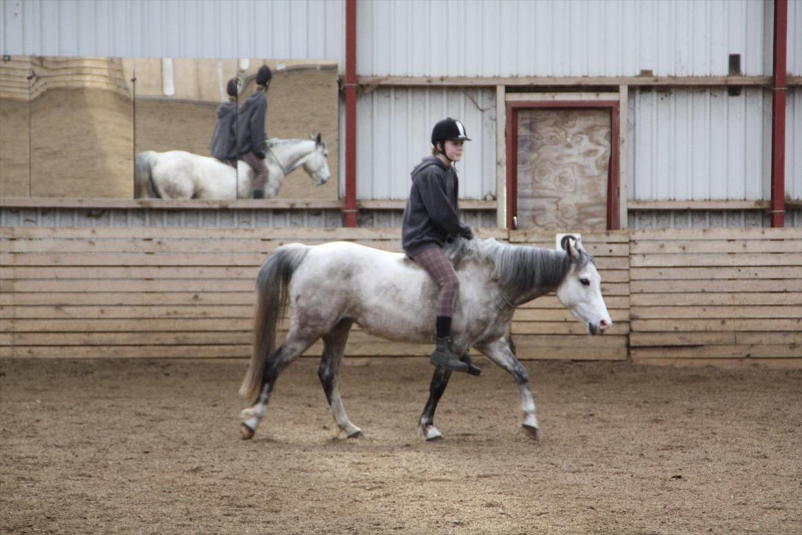 Anden særlig race Jody - Fjolle ridning billede 17