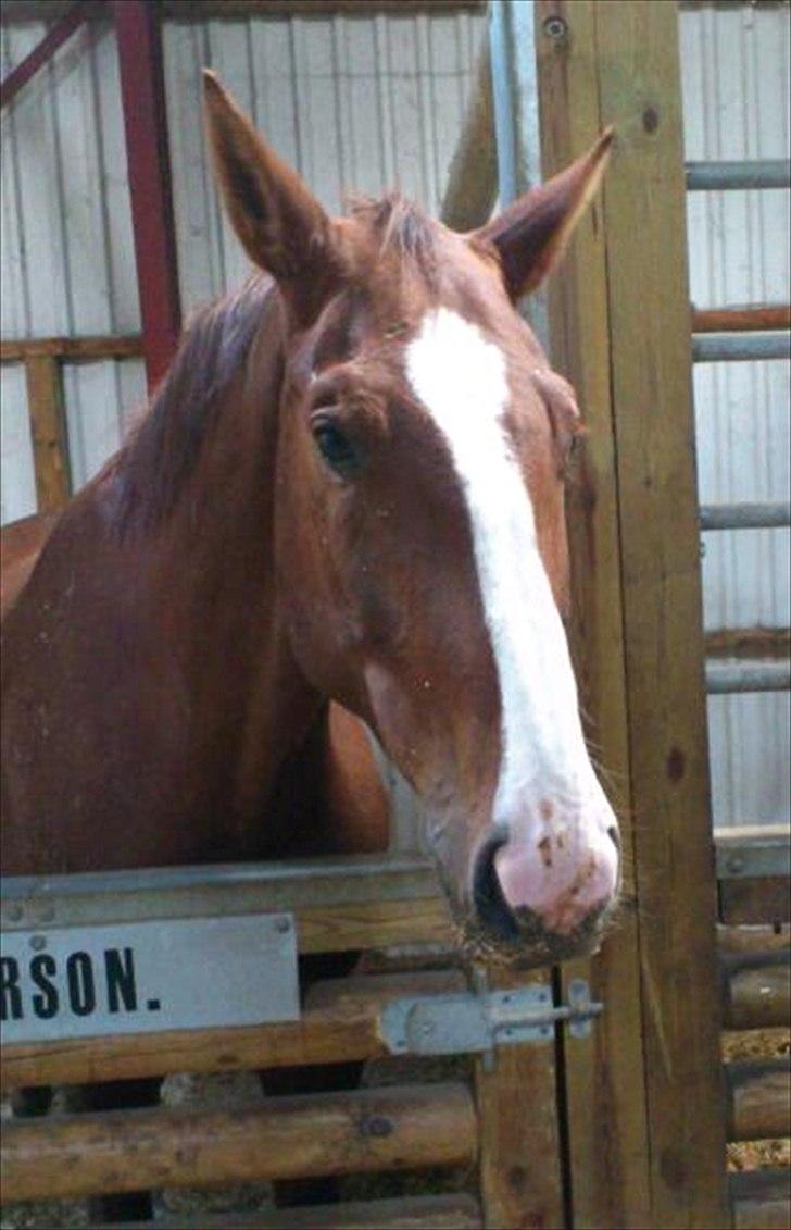 Hannoveraner Orson - Mmm, lige efter noget mash. billede 12