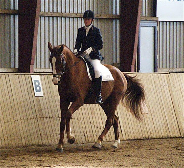 Hannoveraner Orson - Stævne i Hammelev. Fotograf: Simone Henning.  billede 13