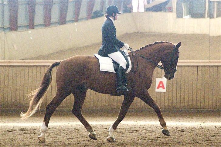 Hannoveraner Orson - Stævne i Hammelev. Fotograf: Simone Henning. billede 14