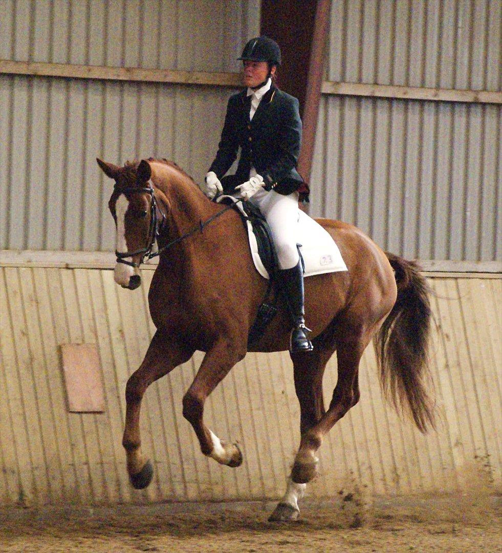 Hannoveraner Orson - Stævne Hammelev. Fotograf: Simone Henning. billede 15