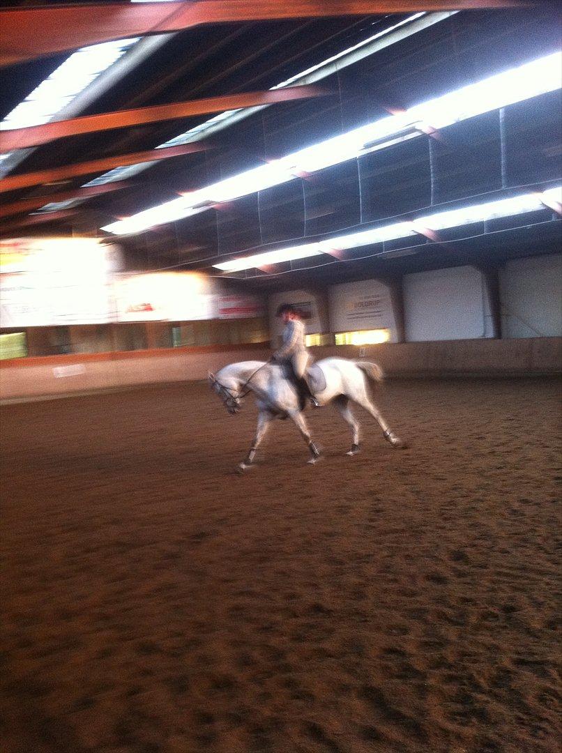 Dansk Varmblod Tica - Vores anden ridetime sammen.  billede 12